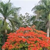 Kế