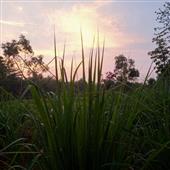 Sứ
