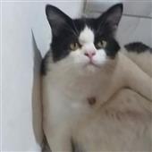 Vư