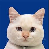 Cu