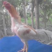 Po