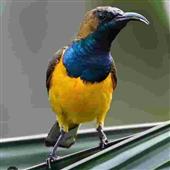 Tr