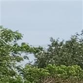 Gi