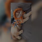 Vu