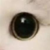 Sự