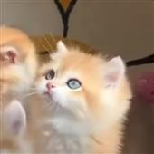 Ba