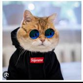 Đo