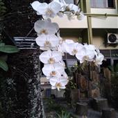 Cờ