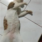 Đê