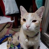 Bắ