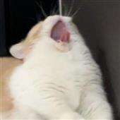 VỪ
