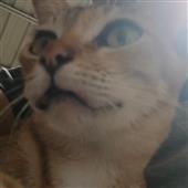 Th
