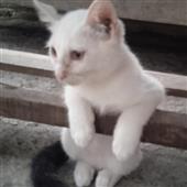 Kè