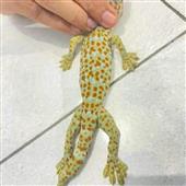Ch